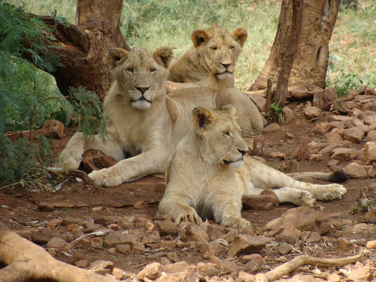 Experiencia Safari FULL · Entradas incluidas